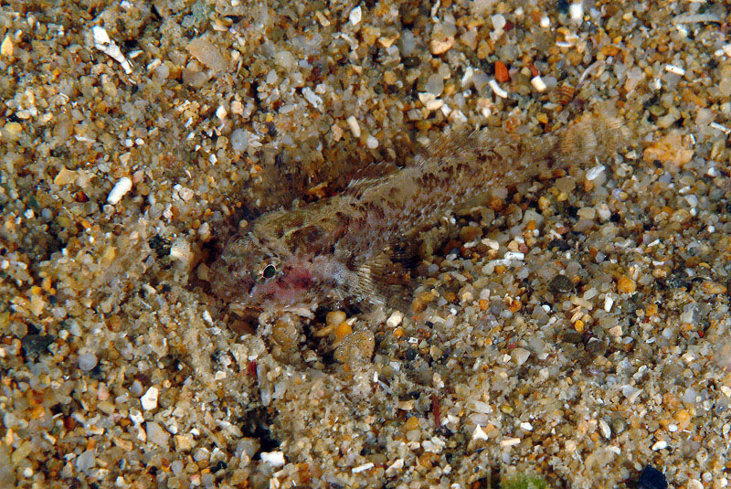 Piccolo ghiozzo da identificare (Zebrus zebrus o Millerigobius macrocephalus)